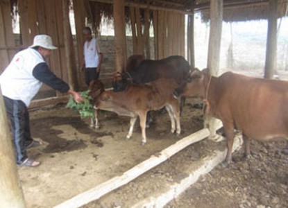 Cụ Chương (đội mũ) đi kiểm tra đàn bò cho gia đình hộ nghèo