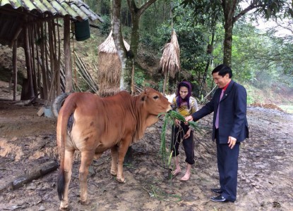 Trao bò cho người nghèo huyện Hạ Hòa
