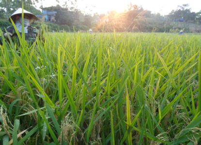 Năng suất lúa vụ chiêm xuân ước đạt 57,8 tạ/ha, góp phần đảm bảo an ninh lương thực trên địa bàn