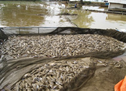 Lũ ống đã khiến cá đặc sản chết hàng loạt gây nhiều thiệt hại cho các hộ nuôi cá lồng tại xã Quang Húc, huyện Tam Nông