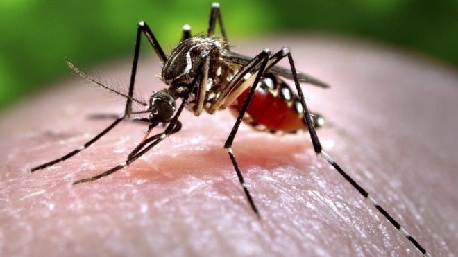 Phòng bệnh cho virus Zika