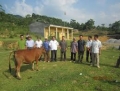 Dự án Ngân hàng bò tại huyện Tân Sơn